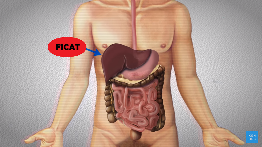 De ce nu poate încasa corpul uman o lovitură la ficat? (VIDEO) 