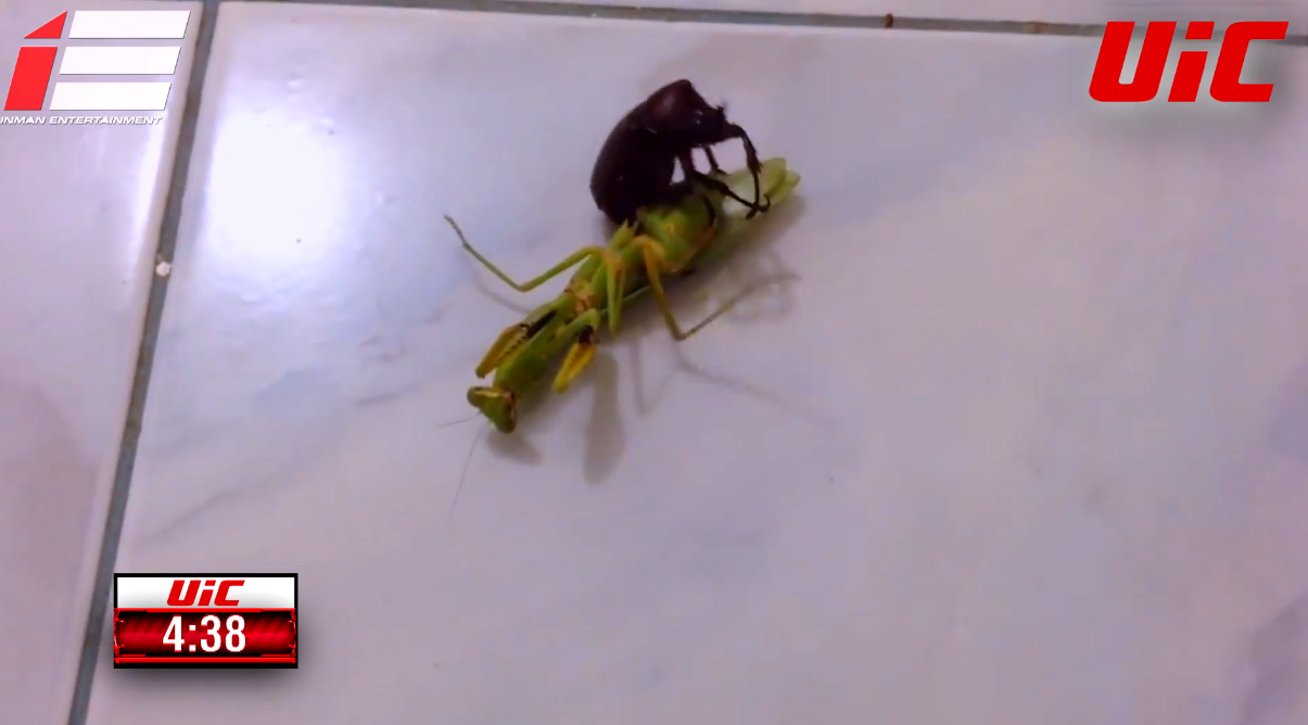 UIC bate UFC? Intră să vezi luptele din Ultimate Insect Championships, locul unde diferite insecte se bat în octogon! (VIDEO)